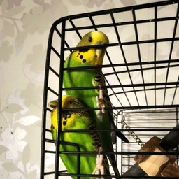 Drachenherz